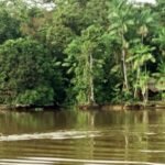Amazonia News: Shocking Deforestation Updates